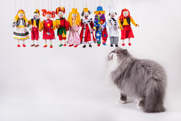 Милый персидский кот играет с куклами
 - Фото, изображение