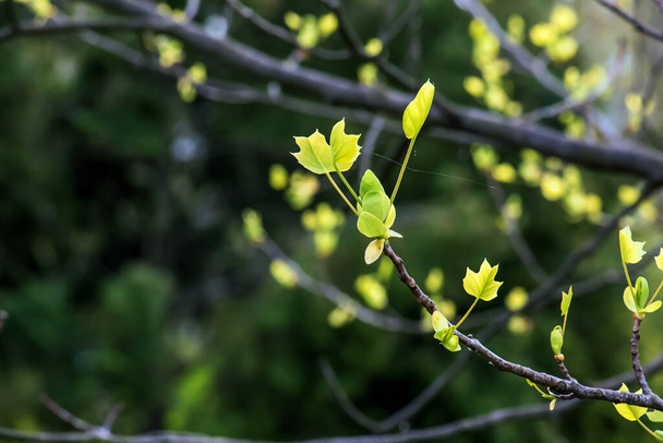 Tulpenliriodendron ist ein wunderschöner Zierbaum. Tulpenliriodendron im zeitigen Frühjahr. Nahaufnahme. - Foto, Bild