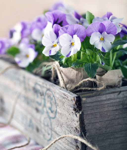 Fiołki fioletowe wiosna - Zdjęcie, obraz