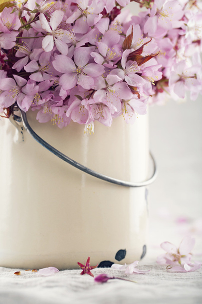 Cerejeira flores
 - Foto, Imagem