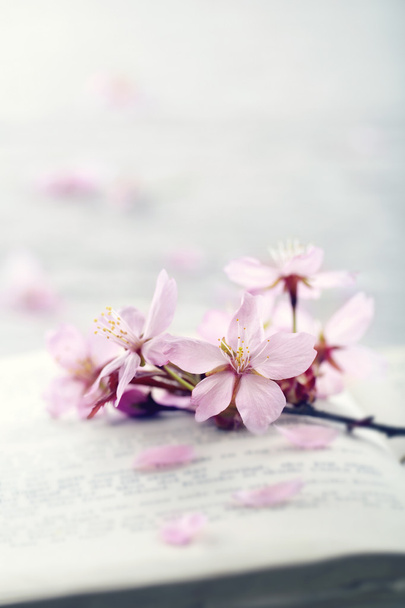 třešeň květ - Fotografie, Obrázek