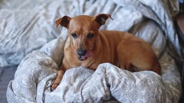 A beautiful purebred miniature pinscher lies in a blanket on a bed and licks its muzzle and starts to yawn widely, close-up side view in slow motion with depth of field. Pets lifestyle concept. - Footage, Video