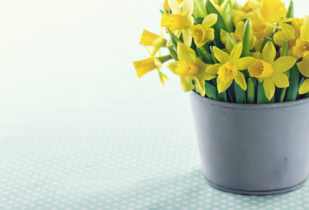 κίτρινο άνοιξη daffodils - Φωτογραφία, εικόνα