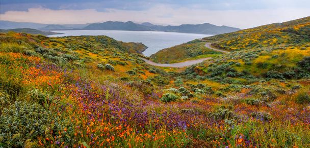 Panoramiczny widok na wiosnę polne kwiaty na jeziorze Diamond Valley w Kalifornii. - Zdjęcie, obraz