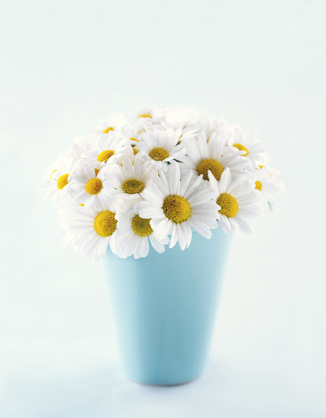 Kimppu päivänkakkara kukkia
 - Valokuva, kuva
