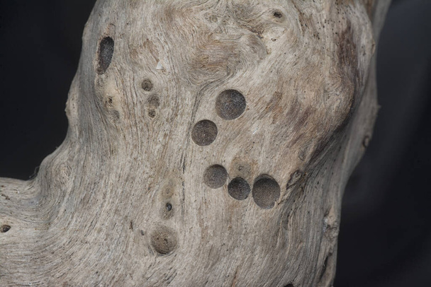 Στενή επιφανειακή υφή αποξηραμένου τεμαχίου ξύλου. - Φωτογραφία, εικόνα