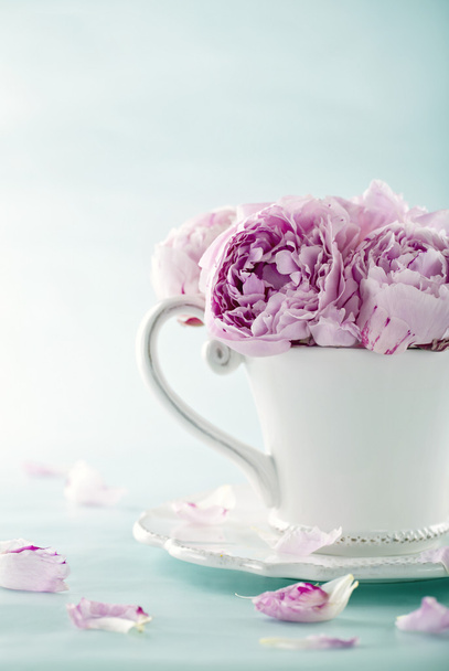 Flores de peonía rosa
 - Foto, imagen