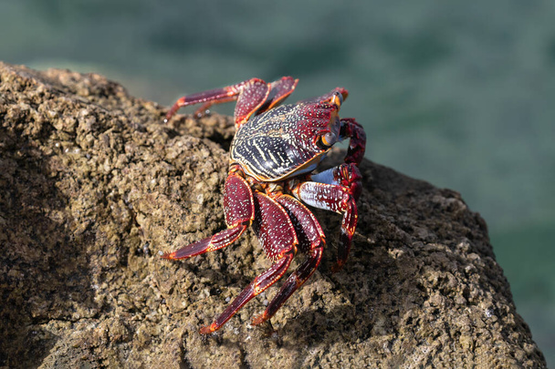 Crabe des pieds légers (Grapsus grapsus) sur le rocher à la plage d'Aruba.  - Photo, image