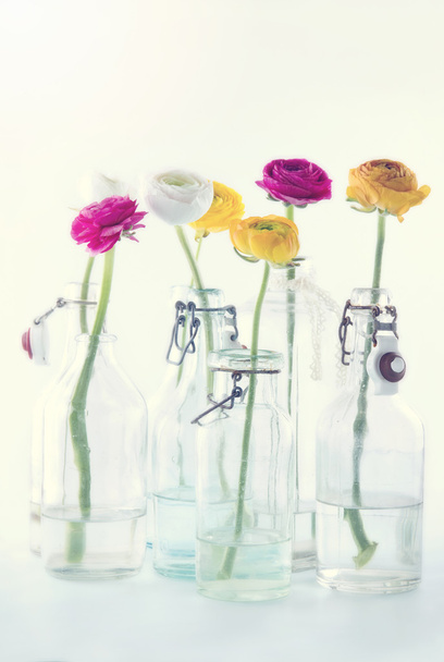 Colorful ranunculus flowers - Фото, изображение