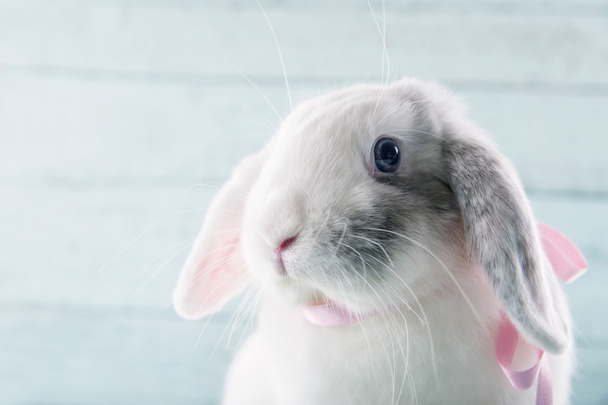 Conejo blanco conejo suave
 - Foto, Imagen