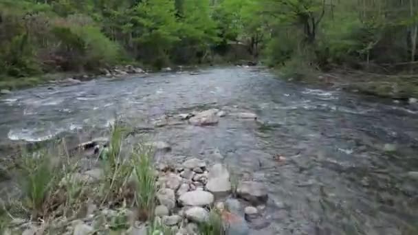 rivière de montagne avec des pierres dans la forêt
 - Séquence, vidéo