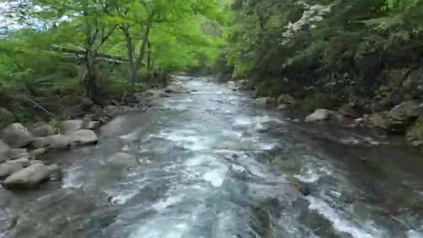 rivière de montagne avec des pierres dans la forêt
 - Séquence, vidéo