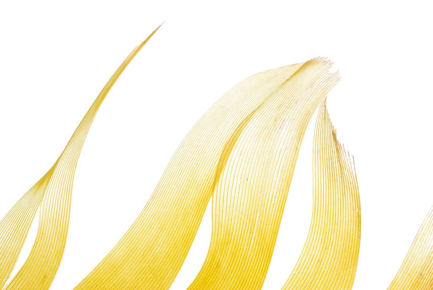 Yellow feather abstract texture background - Foto, Imagem
