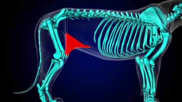Διπλώστε στο μηρό μυϊκή ανατομία λιονταριού για ιατρική έννοια 3D animation - Πλάνα, βίντεο