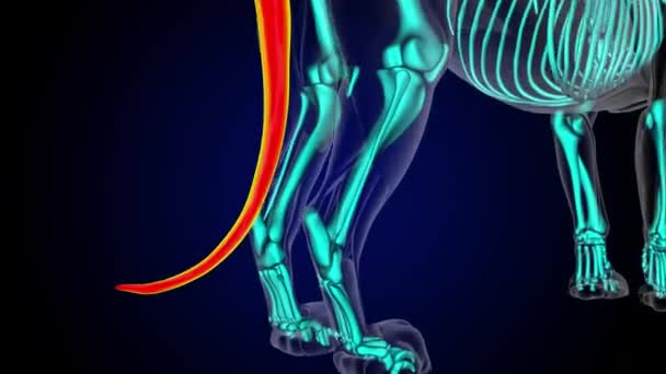 Farok izom oroszlán izom anatómia orvosi koncepció 3D animáció - Felvétel, videó