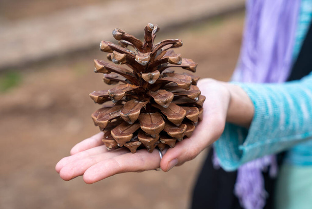 Mão segurando grande cone de pinho de Canário (Pinus canariensis) - Foto, Imagem