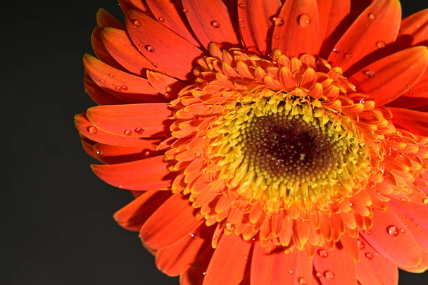 Nahaufnahme der schönen Gerbera-Blume  - Foto, Bild