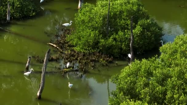 luchtfoto van zilverreiger die in een lagune staat en vis eet - Video