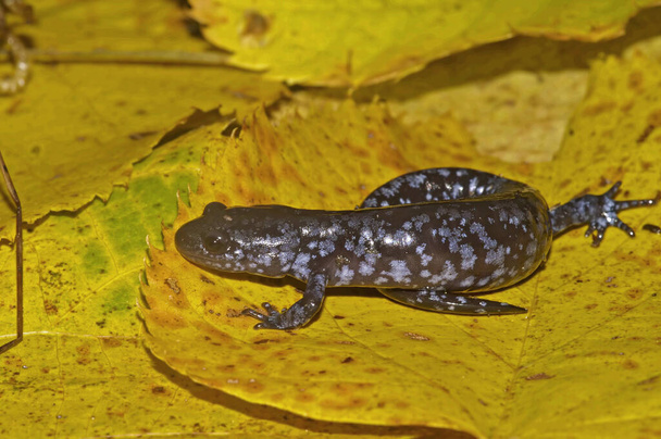 Natural closeup on the North American endangered and protected Blue spotted mole salamander, Ambystoma laterale sitting on a yellow leaf - Photo, Image