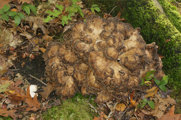 Primer plano natural en una gallina comestible de color marrón de los bosques o seta maitake, Grifola frondosa - Foto, Imagen