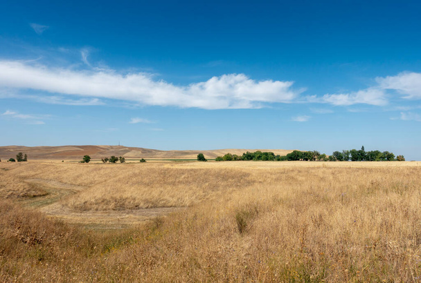 Прекрасный летний горный пейзаж. Пшеничные поля и горы. Кыргызстан. Естественный фон. - Фото, изображение