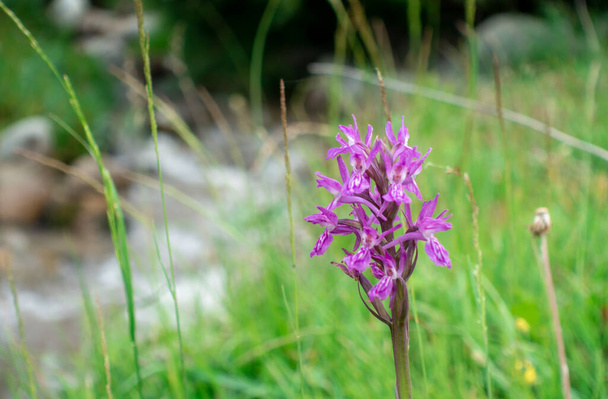 Dactylorhiza sambucina violet. Orchid. Traunsteiner's fingerroot. A species of herbaceous plants from the genus Palmaceae of the Orchidaceae family - Photo, Image