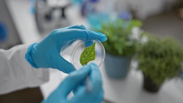 Scienziato esaminando foglia verde in capsule di Petri ricerca di laboratorio indoor - Filmati, video