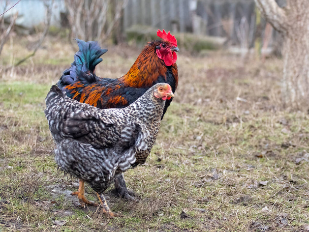 Hahn und Huhn grasen im Vorfrühling im Garten - Foto, Bild