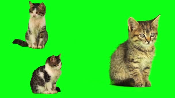 gato gatito conjunto aislado en verde fondo pantalla - Metraje, vídeo