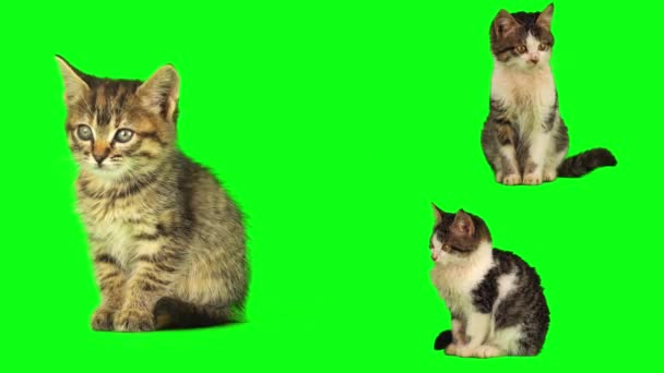 gatto gattino impostato isolato sullo schermo di sfondo verde - Filmati, video