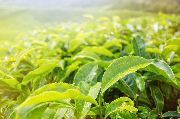 Крупный план чайных листьев в утреннем свете
 - Фото, изображение