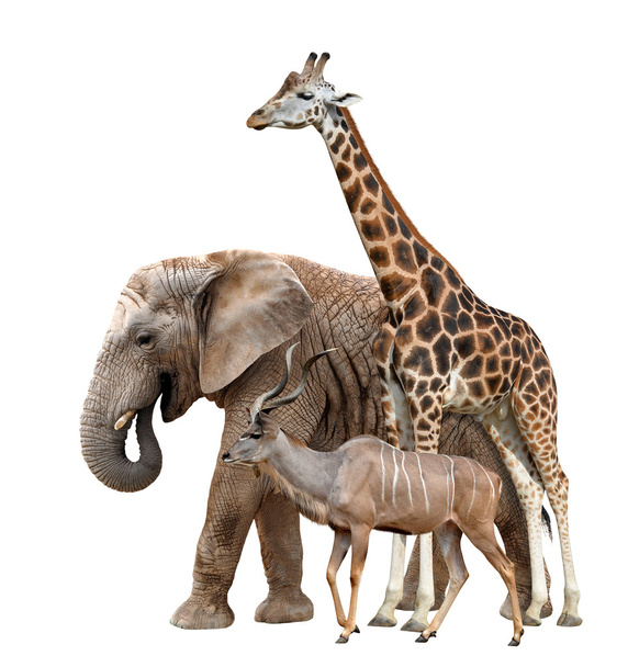 Жираф, слон и куду
 - Фото, изображение