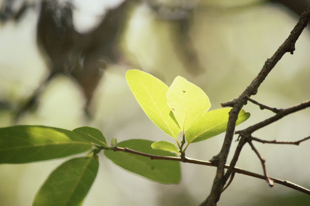 zelené listy na podzim - Fotografie, Obrázek