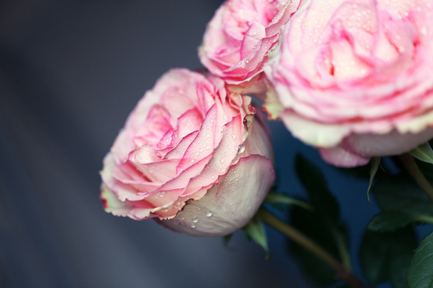Крупным планом красивая роза с каплями воды
 - Фото, изображение