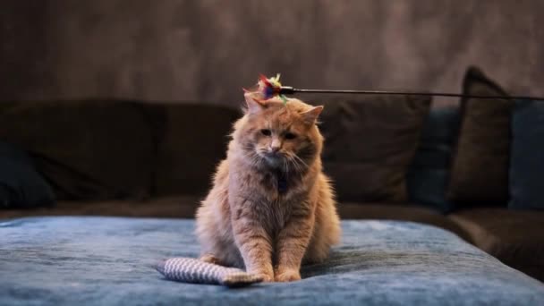Μικρή γάτα παίζει σε άνετο φόντο στο σπίτι. Τζίντζερ Τάμπι γάτα με κίτρινα μάτια παίζει με ένα παιχνίδι σε εσωτερικούς χώρους. Χέρι παίζει με περίεργο γατάκι. Αστείο βίντεο. Έννοια φιλίας κατοικίδιων ζώων. - Πλάνα, βίντεο