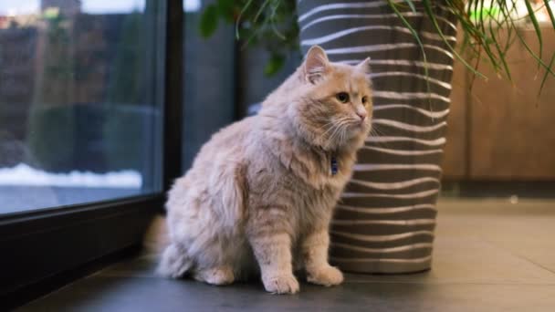 Un hermoso gato rojo se sienta cerca de la planta de la casa en una casa acogedora - Imágenes, Vídeo