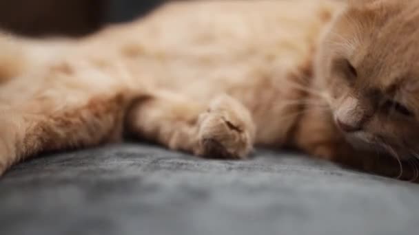 Właściciel dba o chorego kota delikatnie dotykając jego łapy leżąc na jej klatce piersiowej - Materiał filmowy, wideo