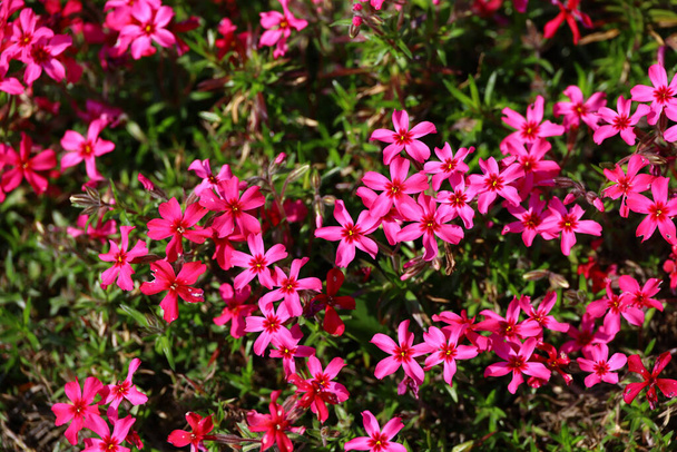 Una foto de fondo de cerca de un lecho de flores de flex de musgo rosa - Foto, Imagen