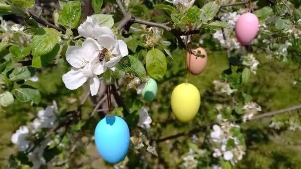 Feliz Pascua. árbol en flor decorado con huevos de Pascua decorativos. Jardín de primavera, preparativos para Pascua. Enfoque selectivo. Vacaciones religiosas - Imágenes, Vídeo