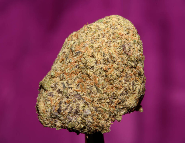 Primer plano de Cali increíbles brotes de marihuana medicinal de floración masiva detalle de cannabis en fondos púrpura de gran tamaño impresiones instantáneas de alta calidad - Foto, imagen