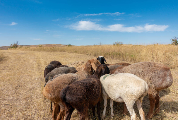 Een kudde schapen die grazen. Vlees met een vetstaart in de natuur - Foto, afbeelding