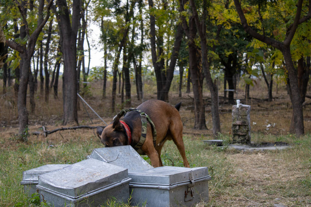 Getrainde honden in Uttarakhand beginnen aan een missie om illegale activiteiten op te sporen en te ontdekken.Hoogwaardig imago  - Foto, afbeelding