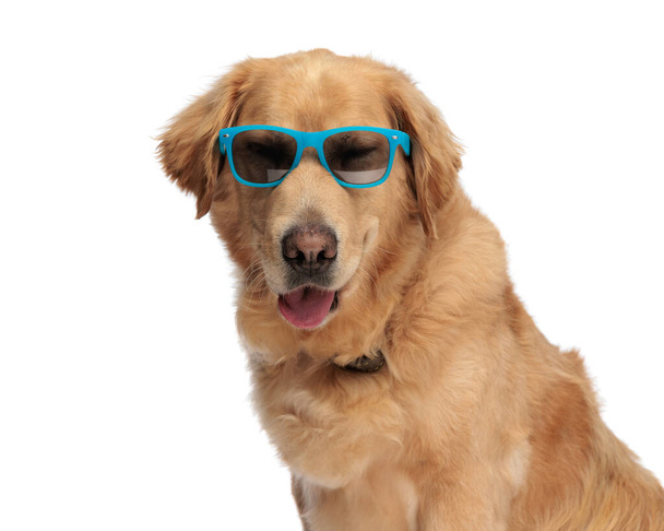 schattige golden retriever puppy met zonnebril hijgen met tong buiten tijdens het zitten en kijken vooruit in de voorkant van witte achtergrond - Foto, afbeelding