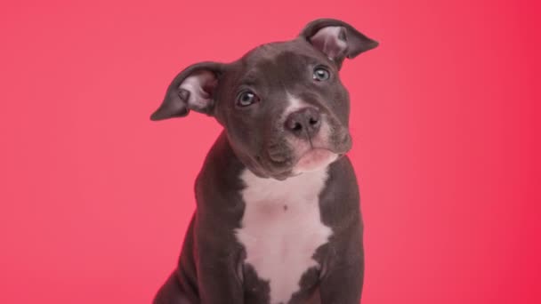 sweet baby American bully dog being curious, looking up and moving head while sitting in front of red background - Footage, Video
