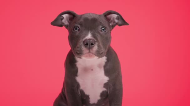 nieuwsgierig klein Amerikaans bullebak hondje, zitten en kijken voor het staan en lopen weg op rode achtergrond - Video