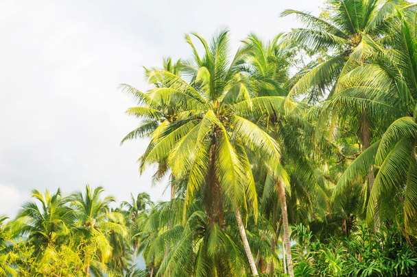 Green palm trees - 写真・画像