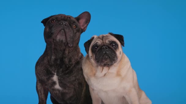 imádnivaló francia bulldog felnéz, és elsétál a kis kíváncsi mopsza előtt kék háttér - Felvétel, videó