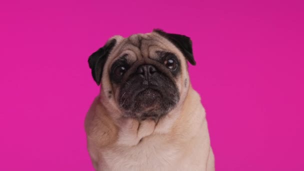 красивая маленькая собачка-мопс смотрит вперед, высовывая язык и облизывая нос, сидя на розовом фоне - Кадры, видео
