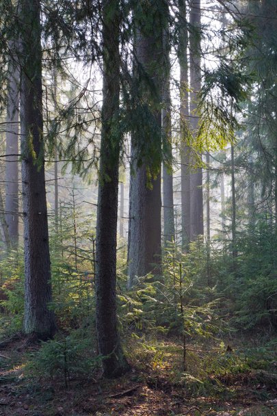 Sunbeam entering rich coniferous forest - Photo, Image