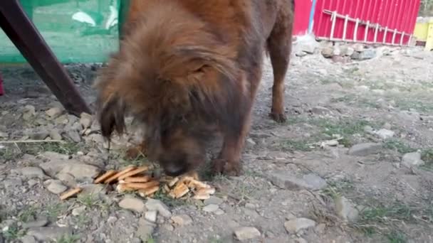 Een verdwaalde hond die geniet van koekjes, een doordachte maaltijd van de zorgzame lokale bevolking. Echte voorraadbeelden die compassie en hondenvreugde vastleggen. - Video